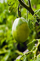 Image showing  unripe tomatoes 