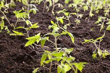 Image showing tomato bush 