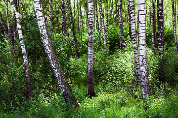 Image showing   trees in  summer 