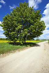 Image showing tree at the road  rural road