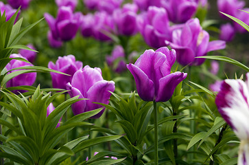 Image showing tulips  