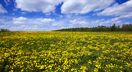 Image showing field of dandelions  