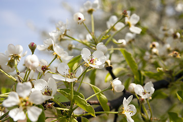 Image showing apple-tree flowers  