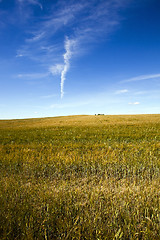 Image showing agricultural field  