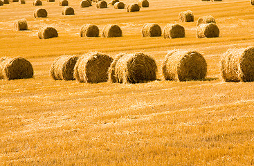 Image showing agricultural field 