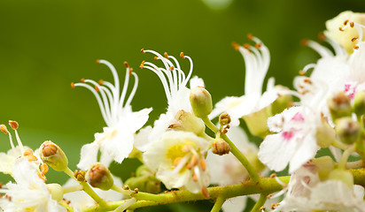 Image showing chestnut flower  