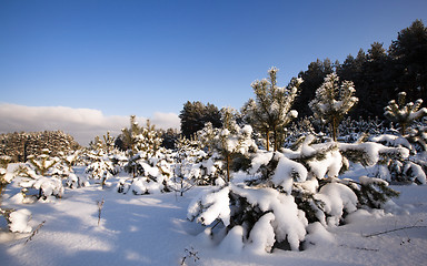 Image showing fir forest  