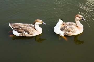 Image showing Duck water