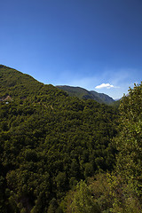 Image showing   trees in  summer 