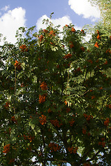 Image showing ripe Rowan