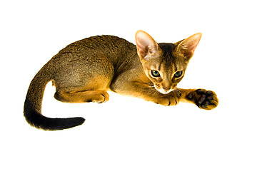 Image showing Abyssinian cat  