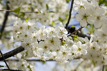 Image showing cherry flower  