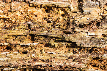 Image showing Old bark detail