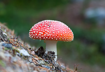 Image showing Amanita muscaria, a poisonous mushroom in a forest