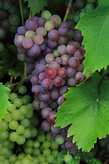 Image showing red and white grapes