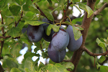 Image showing plum tree detail