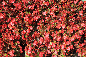 Image showing unknown red flowers background