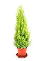 Image showing green thuja tree 