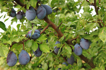 Image showing plum tree detail
