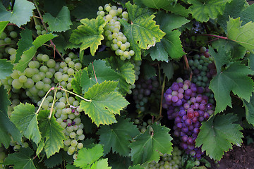 Image showing red and white grapes