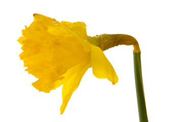 Image showing Yellow daffodil