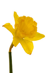 Image showing Daffodil