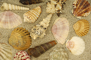 Image showing Shells in the sand