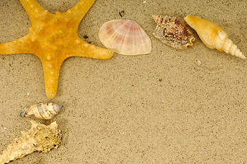 Image showing Starfish and shells