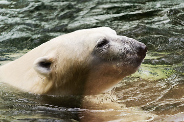 Image showing Polar bear