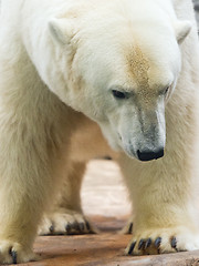 Image showing Polar bear