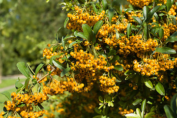 Image showing Sea buckthorn branch, close-up (Hippophae rhamnoides)