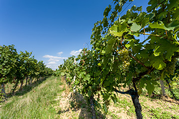 Image showing Vineyards under Palava. Czech Republic