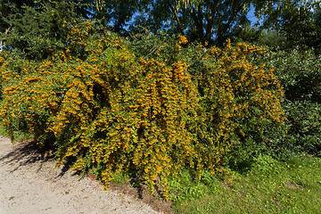 Image showing Sea buckthorn branch, close-up (Hippophae rhamnoides)