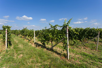 Image showing Vineyards under Palava. Czech Republic