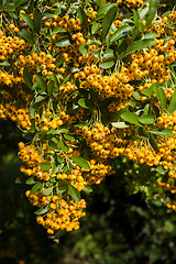 Image showing Sea buckthorn branch, close-up (Hippophae rhamnoides)