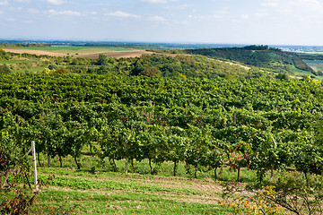 Image showing Vineyards under Palava. Czech Republic