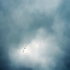 Image showing flock of birds flying in formation