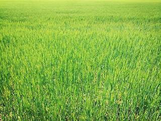 Image showing Green wheat field in sunlight