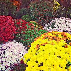 Image showing Beautiful autumn chrysanthemums