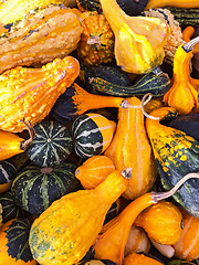Image showing Colorful variety of gourds and squashes