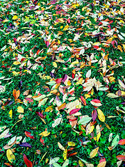 Image showing Bright autumn leaves on green lawn
