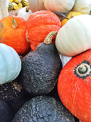 Image showing Colorful autumn squashes