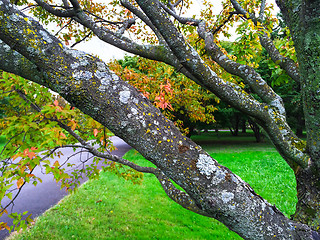 Image showing Mossy tree in early autumn