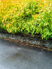 Image showing Trees with colorful leaves growing near the road