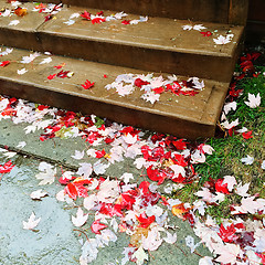 Image showing Red maple leaves on stone steps