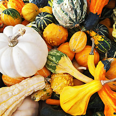 Image showing Colorful squashes and gourds