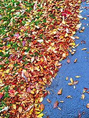 Image showing Colorful autumn leaves