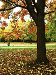 Image showing Maple tree in autumn park