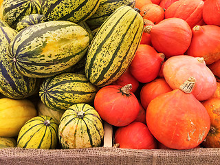 Image showing Variety of squashes at the autumn market
