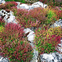 Image showing Heather growing on white rocks